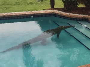 crocodilo-florida-300x225 Morador da Flórida encontra crocodilo na piscina de casa