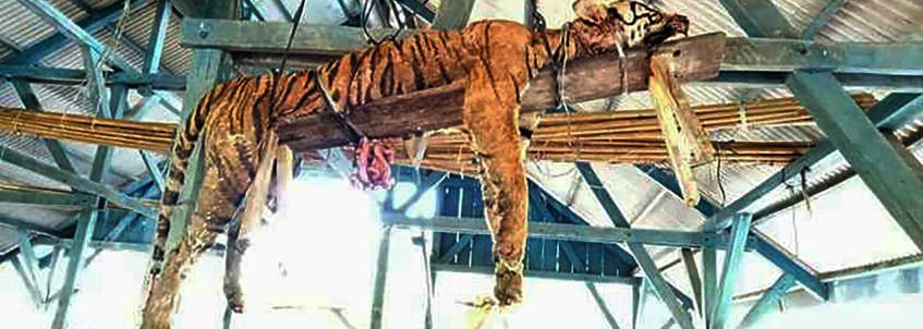 000-11x9tu Tigre é morto e amarrado em tábua de madeira