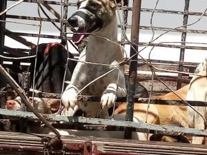 cachorro-300x225 Mais de 50 cachorros são encontrados mortos a paulada e envenenados, em cidade do Vale do Piancó