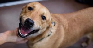 Cachorro-vira-lata-480x250-300x156 Grupo promove feira de adoções de animais neste sábado em João Pessoa