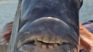 naom_5af6d29392188-300x169 Peixe com ‘dentes humanos’ é capturado nos EUA