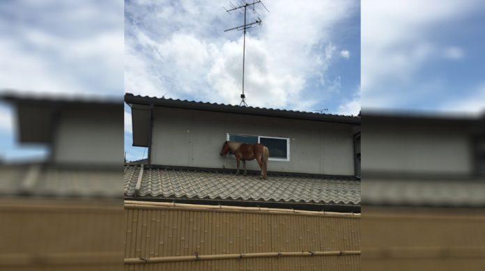 cavalo-1-696x389 Égua sumida por 3 dias depois de enchente é encontrada em telhado