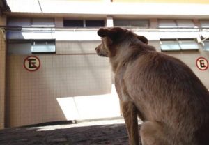 sdddd-620x429-300x208 Na esperança de reencontrar o dono com vida, cadela acampa na porta de hospital na PB