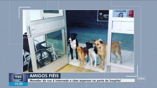 7226258_x720-520x293 Cães aguardam na porta de hospital após dono dar entrada na unidade