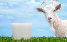 download-5 Paraíba é o estado com maior produção de leite de cabra no Brasil
