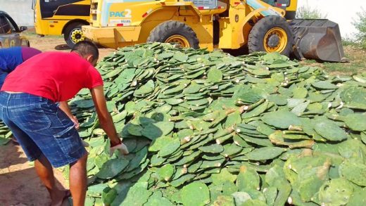 img_2019022112246Vtm-520x293 Prefeitura de Monteiro distribui 100 mil raquetes de palma com agricultores