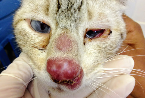 GATO-DOE ALERTA: Doença do gato PB notifica 404 casos de esporotricose em humanos
