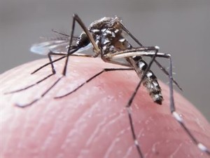15847936280003622710000-300x225 PB tem 161 municípios com risco iminente ou alerta de epidemia de zika vírus e dengue