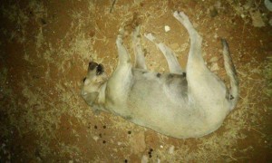 crime-ambiental-800x480-300x180 ONG denuncia envenenamento e morte de 22 animais no Cariri