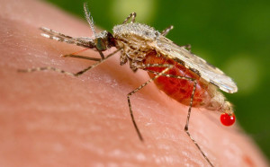 Chikungunya-mosquito-virus-affects-two-people-in-New-Hampshire-300x186 Em Monteiro: População pede União contra Epidemia do vírus chikungunya