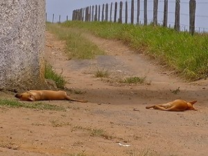 cachorro_2-300x225 Mais de 20 animais são mortos por envenenamento na zona Rural de Monteiro