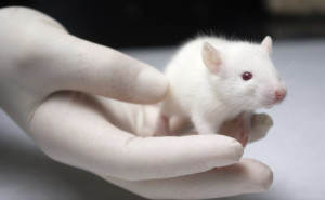 foto-galeria-materia-620-6cq2-300x185 Cientistas descobrem elemento que destrói o Alzheimer em ratos