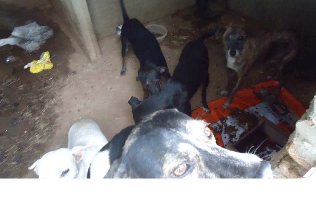10-1024x678 Cães são capturados e confinados em depósito precário no lixão de Monteiro