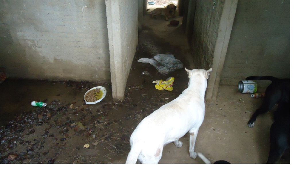 12-1024x678 Cães são capturados e confinados em depósito precário no lixão de Monteiro