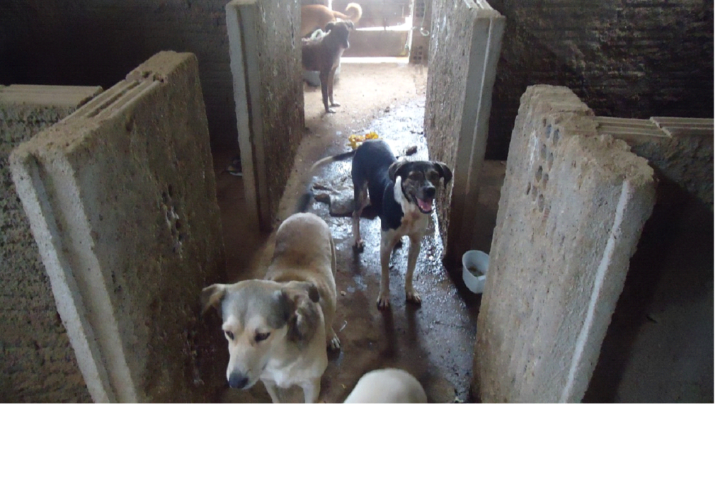 14-1024x678 Cães são capturados e confinados em depósito precário no lixão de Monteiro