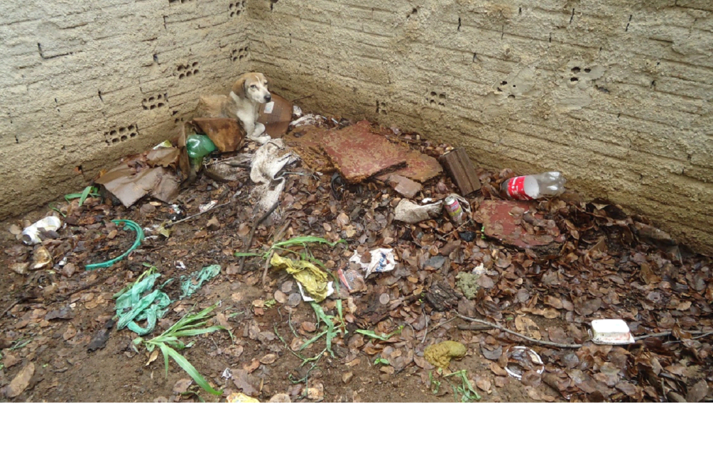 16-1024x678 Cães são capturados e confinados em depósito precário no lixão de Monteiro