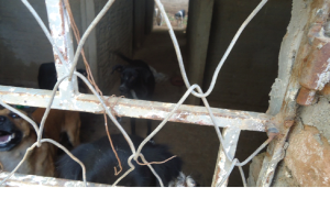 5-300x201 Cães são capturados e confinados em depósito precário no lixão de Monteiro