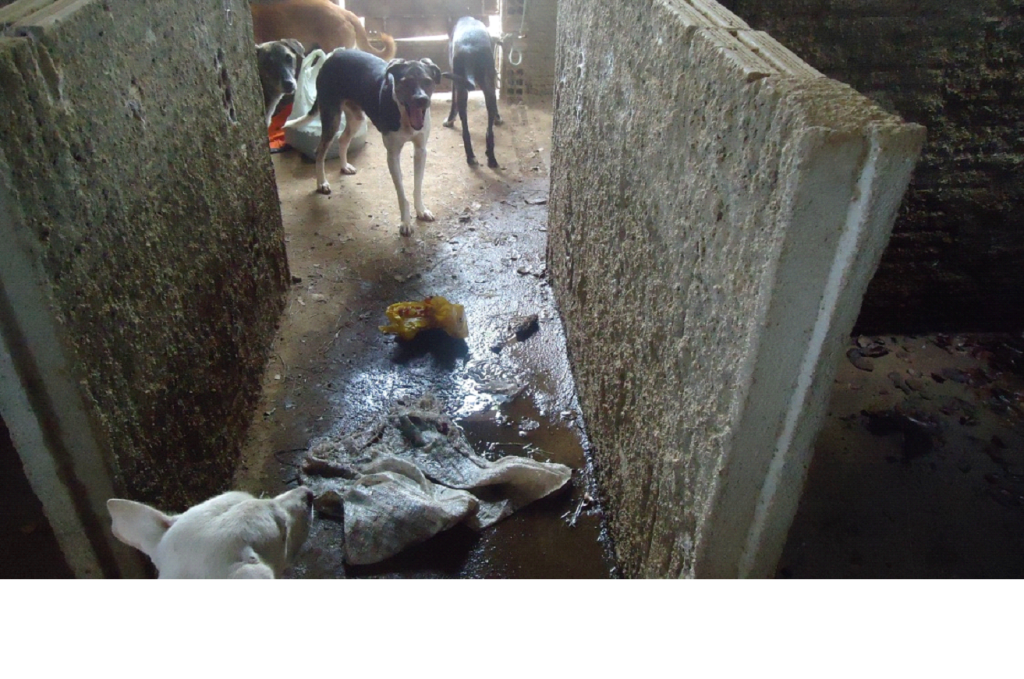 7-1024x679 Cães são capturados e confinados em depósito precário no lixão de Monteiro