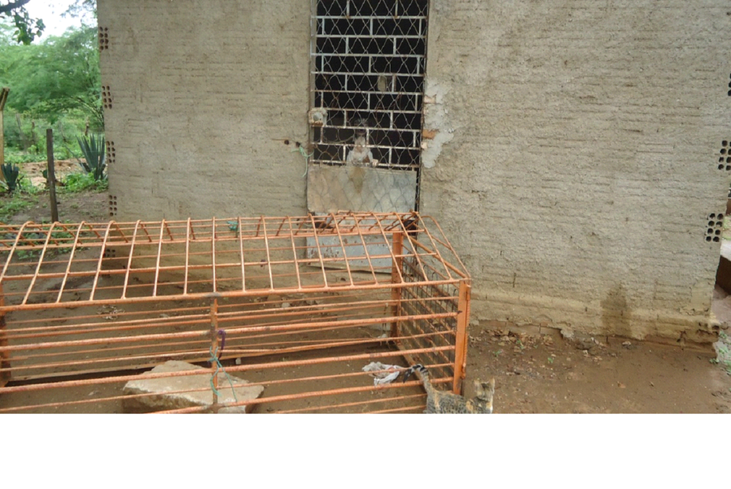 Sem-título-1-1024x685 Cães são capturados e confinados em depósito precário no lixão de Monteiro