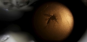 ZICA-300x146 OMS espera 4 milhões de casos de zika nas Américas; 1,5 mi no Brasil
