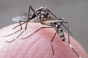 ZICA-VIRUS-300x199 Agência da ONU oferece tecnologia nuclear contra vírus Zika