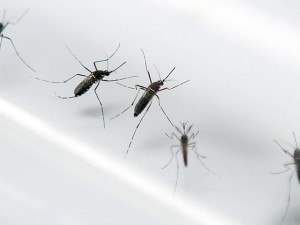aedes-aegypti-300x225 Que métodos funcionam contra Aedes? Veja diferença entre repelentes