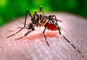 chicungunya-300x207 Saúde encomendará 500 mil testes para zika, chikungunya e dengue