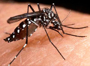 fcf4892f8d20151201064656-300x219 Um mosquito cada vez mais perigoso