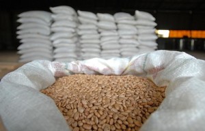 feijao_5-300x192 Prefeitura de São João do Tigre consegue 17.200 toneladas de feijão para o município