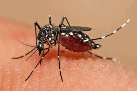 images-3 Exames para detecção de dengue e chikungunya passam a ter cobertura obrigatória