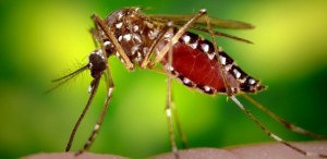 mosquito-aedes-aegypti-transmissor-de-doencas-como-a-dengue-e-a-febre-chikungunya-1414707597872_615x300-300x146 Brasil confirma três primeiras mortes por chikungunya em 2015