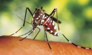 zica-virus-300x180 Zika vírus: nova ameaça para saúde humana