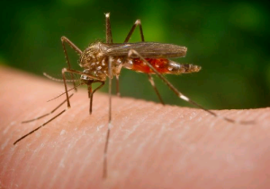 zika-virus-300x211 Cientista sugere que zika pode ser sexualmente transmissível