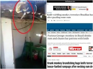 16167836280003622710000-300x225 Macaco bêbado e armado em bar na PB vira destaque em jornais internacionais
