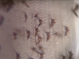 2-300x225 Ministério da Saúde confirma terceira morte relacionada ao vírus da zika