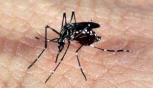 aedesdenguezika-300x173 Austrália confirma segundo caso de grávida com zika vírus