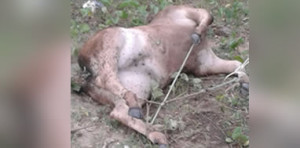 animal-300x148 Bezerra morre após ser amarrada e abusada sexualmente por homem no interior da PB