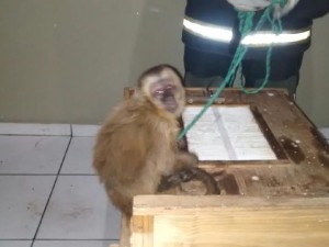 macaco_GymdTG5-300x225 Macaco é capturado após pegar faca de bar e 'ameaçar' moradores na PB