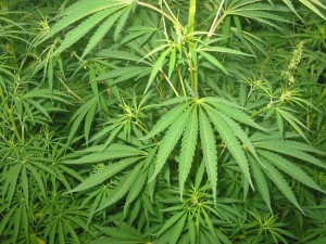marijuana-300x225 Canabidiol deixa de ser substância proibida no Brasil