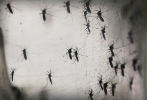 zikavirusgetty-300x205 EUA registram 1ª transmissão sexual do vírus zika