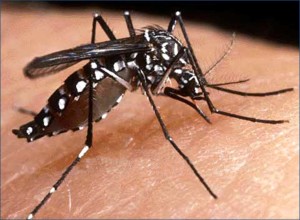 3fab07acef3f5305654e7e016fff9c95-300x220 Monteiro registra queda nos casos de dengue nos primeiros meses do ano