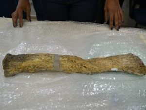 16359036280003622710000-300x225 Osso de dinossauro achado na PB é um dos mais importantes e antigos do Brasil, diz pesquisa