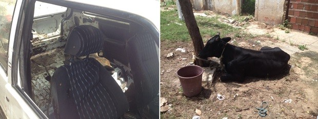 boi_P84PcUR No RN, homem furta boi e coloca o animal dentro de um Fiat Uno
