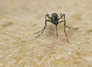 timthumb-9-300x218 OMS diz que zika está em queda no Brasil, mas pode crescer no mundo