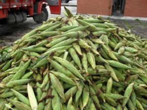 16473036280003622710000-300x225 Produtores de milho verde têm entrada liberada nos entrepostos da Empasa na PB