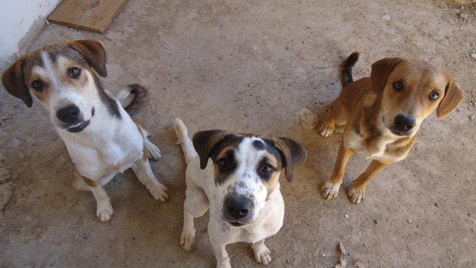 27118_359012260872070_1134017902_n ONG APAM (Associação Protetora dos Animais de Monteiro) realiza campanha de adoção animal