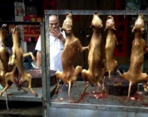 cachorro-310x245-300x237 Começa na China festival “gastrônomico” de carne de cachorro