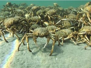caranguejo1-300x225-300x225 Milhares de caranguejos gigantes cobrem o fundo do mar na Austrália