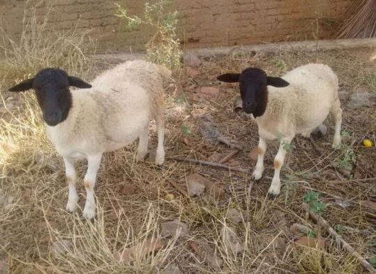 carneiros Em Monteiro Carneiros são furtados de residência