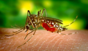dv_Aedes_aegypti_zika_wikimedia-300x175 Febre chikungunya explode na Paraíba e registro da doença aumenta 100% em poucos dias